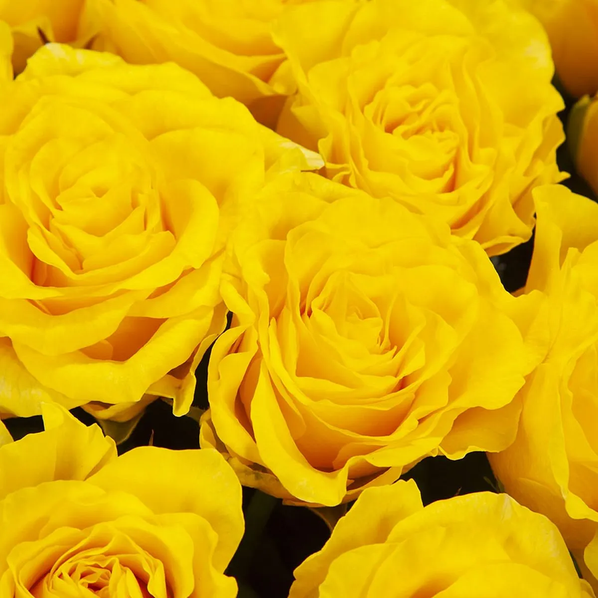 75 желтых роз (60 см)