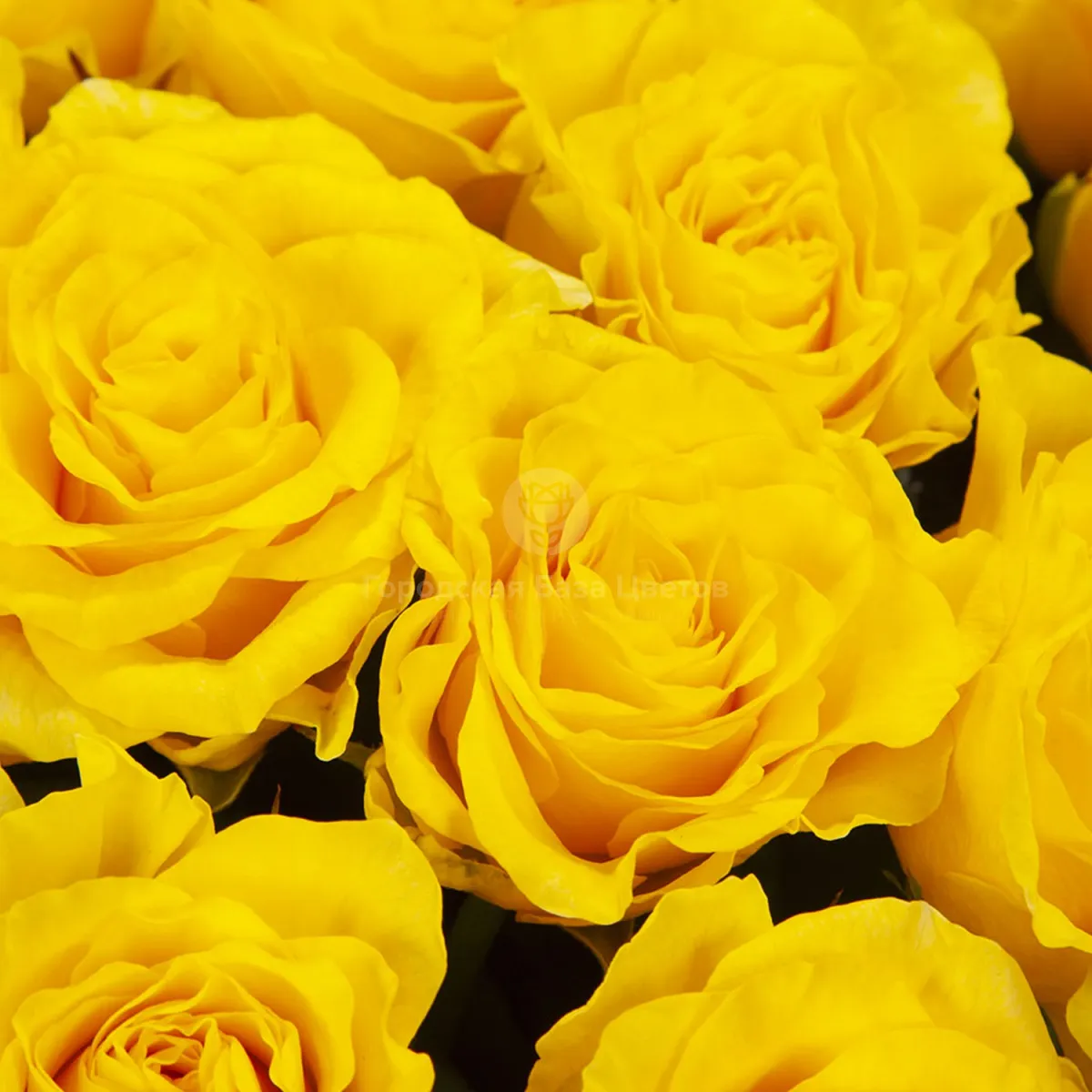 83 желтые розы (60 см)