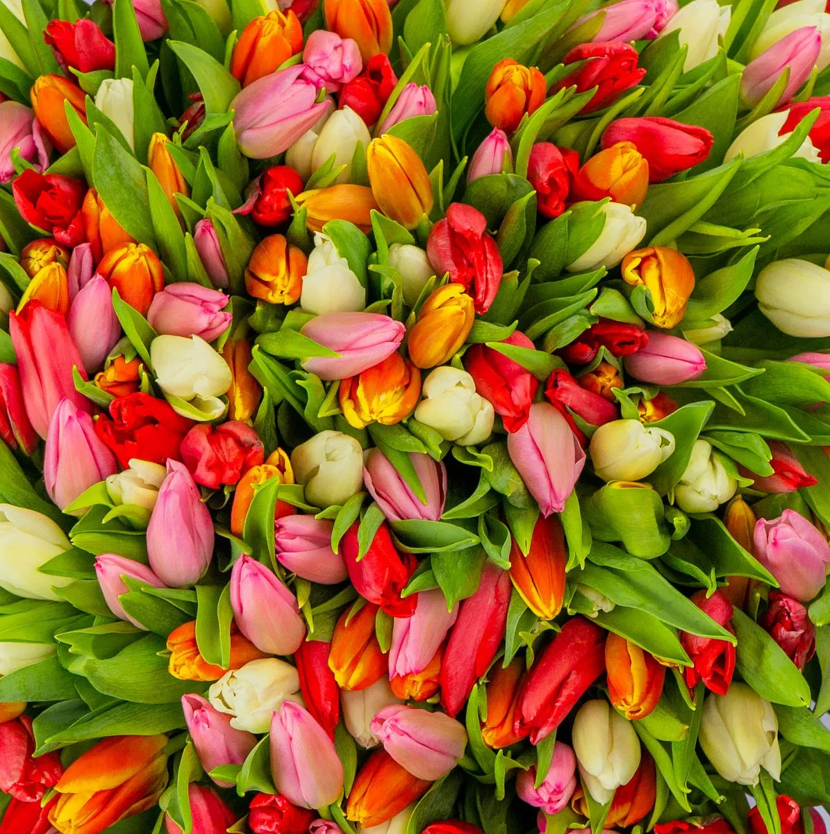 Букет из 201 тюльпана миксфото №3 Букет из 201 тюльпана микс