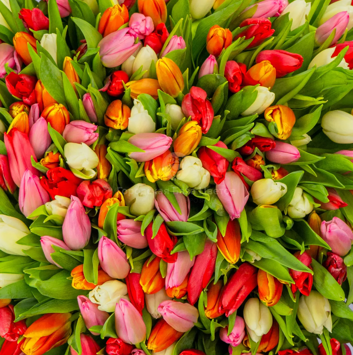 Букет из 201 тюльпана микс фото №3 Букет из 201 тюльпана микс