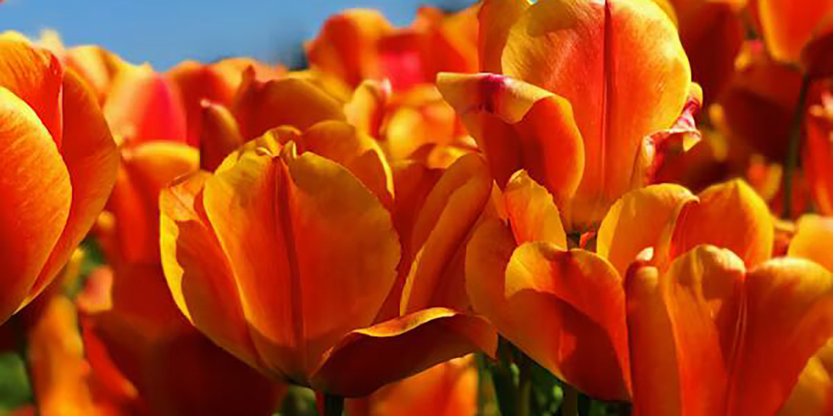 Самые популярные цветы в России Самые популярные цветы в России