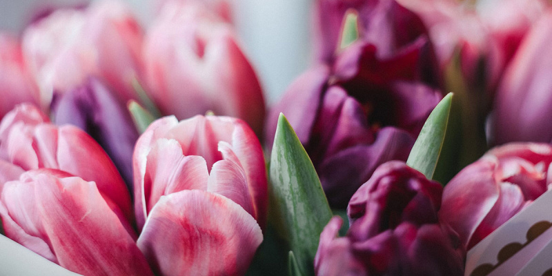 Какие цветы подарить на 8 Марта любимым и дорогим женщинам: собираем композицию для жены, мамы и бабушки Какие цветы подарить на 8 Марта любимым и дорогим женщинам: собираем композицию для жены, мамы и бабушки