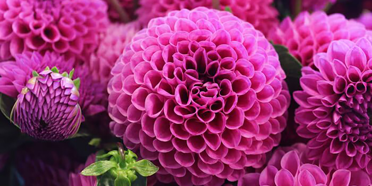 Топ самых популярных и красивых цветов в мире Топ самых популярных и красивых цветов в мире