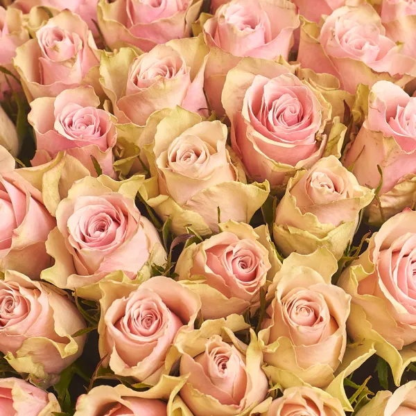 75 бело-розовых роз (50 см)