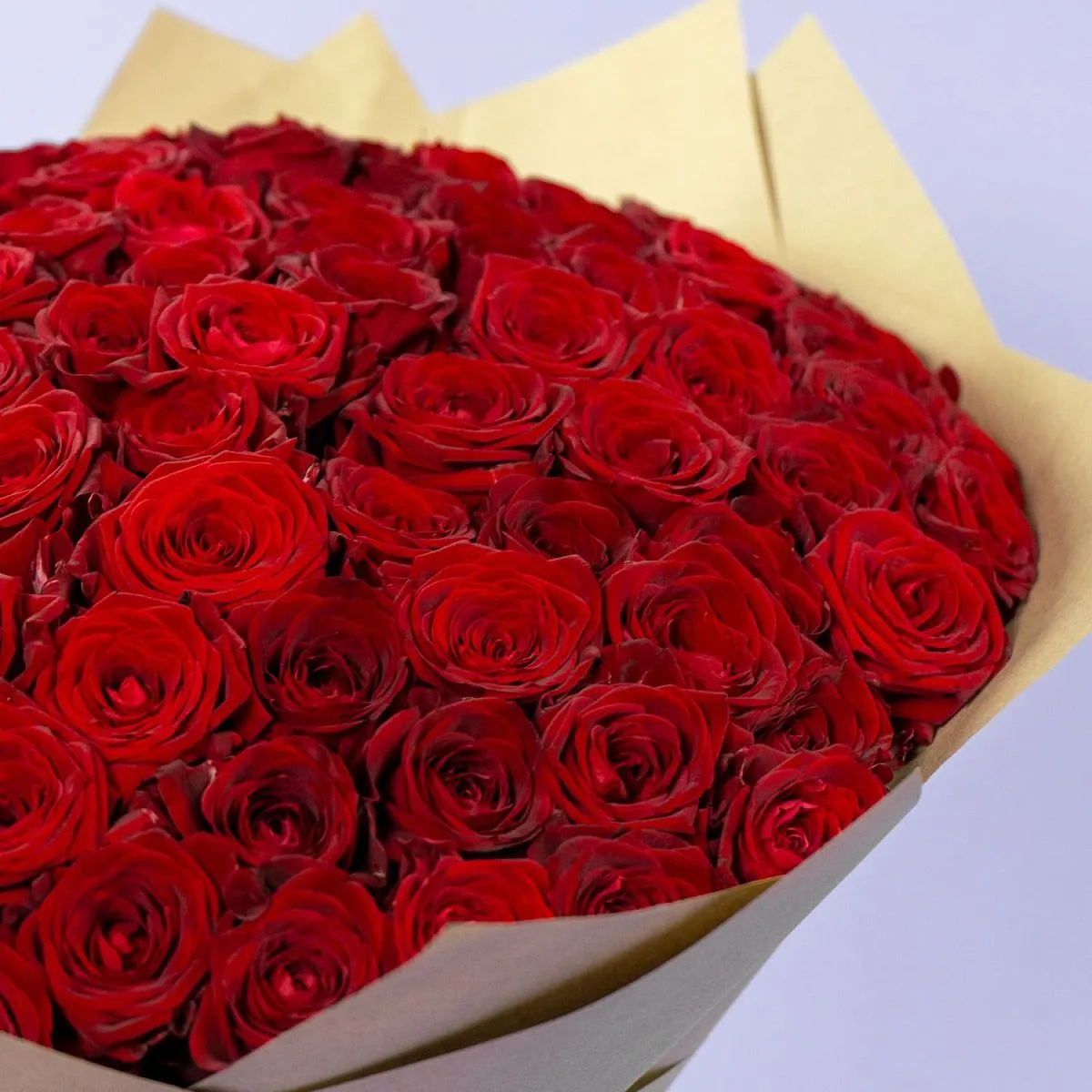 151 красная роза (60 см)