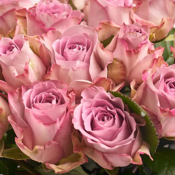 15 нежных розовых роз (50 см)