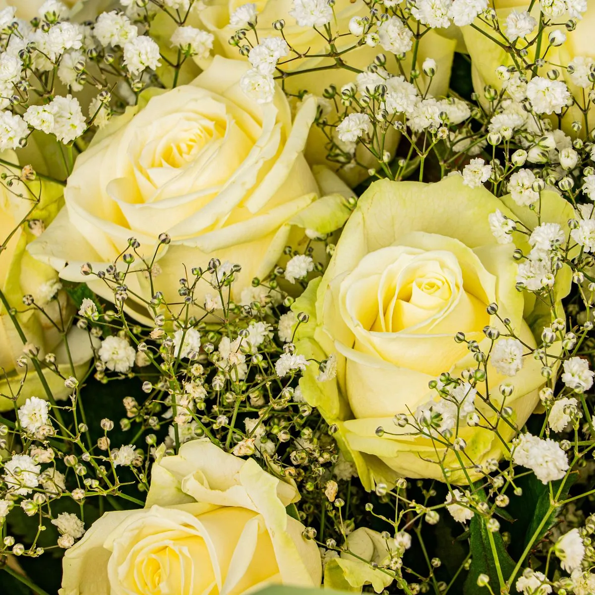 21 белая роза и гипсофила