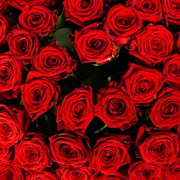 75 красных роз (50 см)