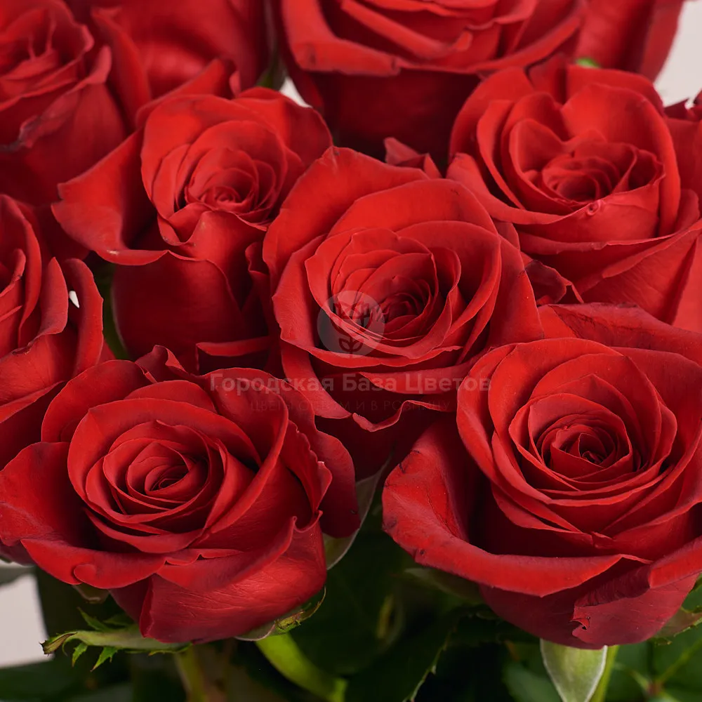 19 красных роз (60 см)