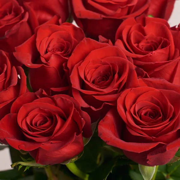 17 красных роз (60 см)