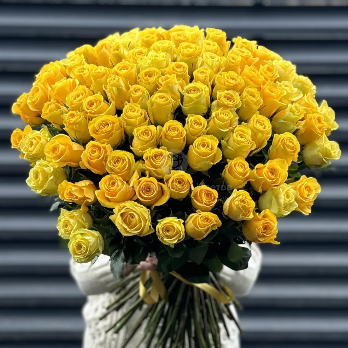 Букет 101 желтая роза эквадор (70см)