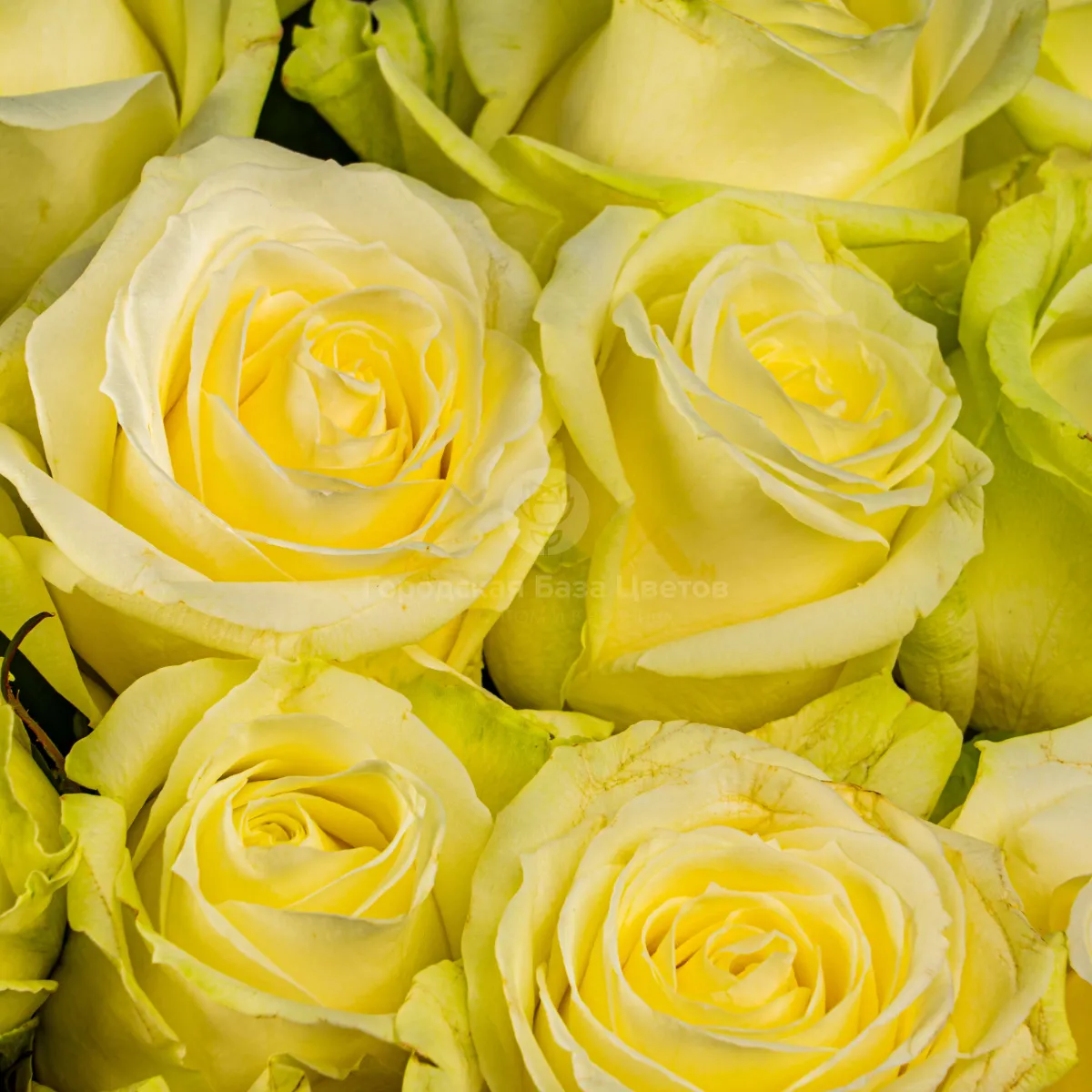 71 бело-зеленая роза (70 см) фото №3 71 бело-зеленая роза (70 см)