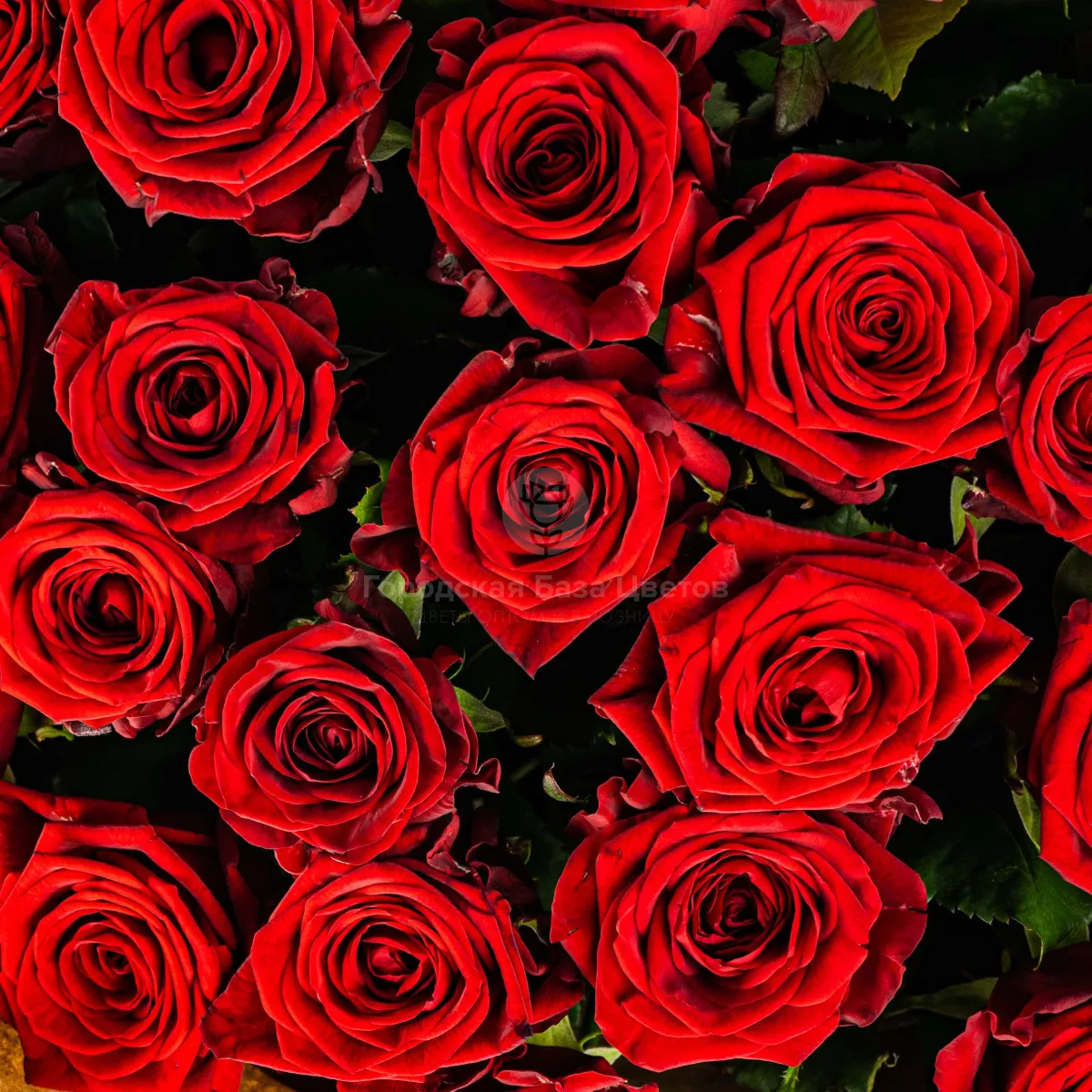 17 красных роз (50 см)