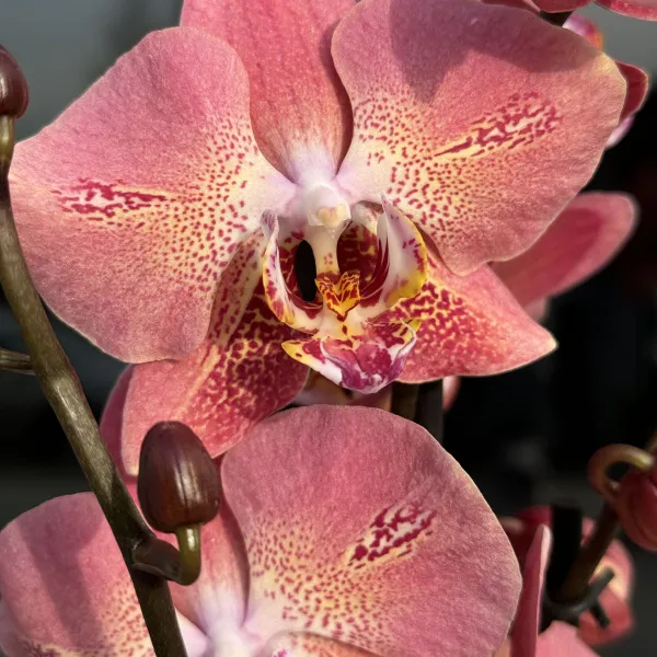 Орхидея в горшке коралловая
