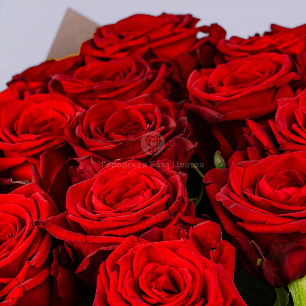23 красные розы (70 см)