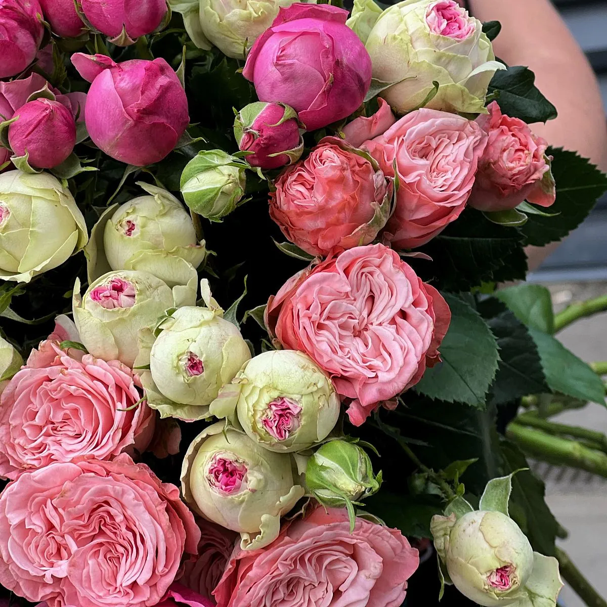 19 бело-розовых кустовых роз