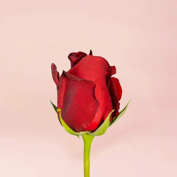 17 красных роз (70 см)