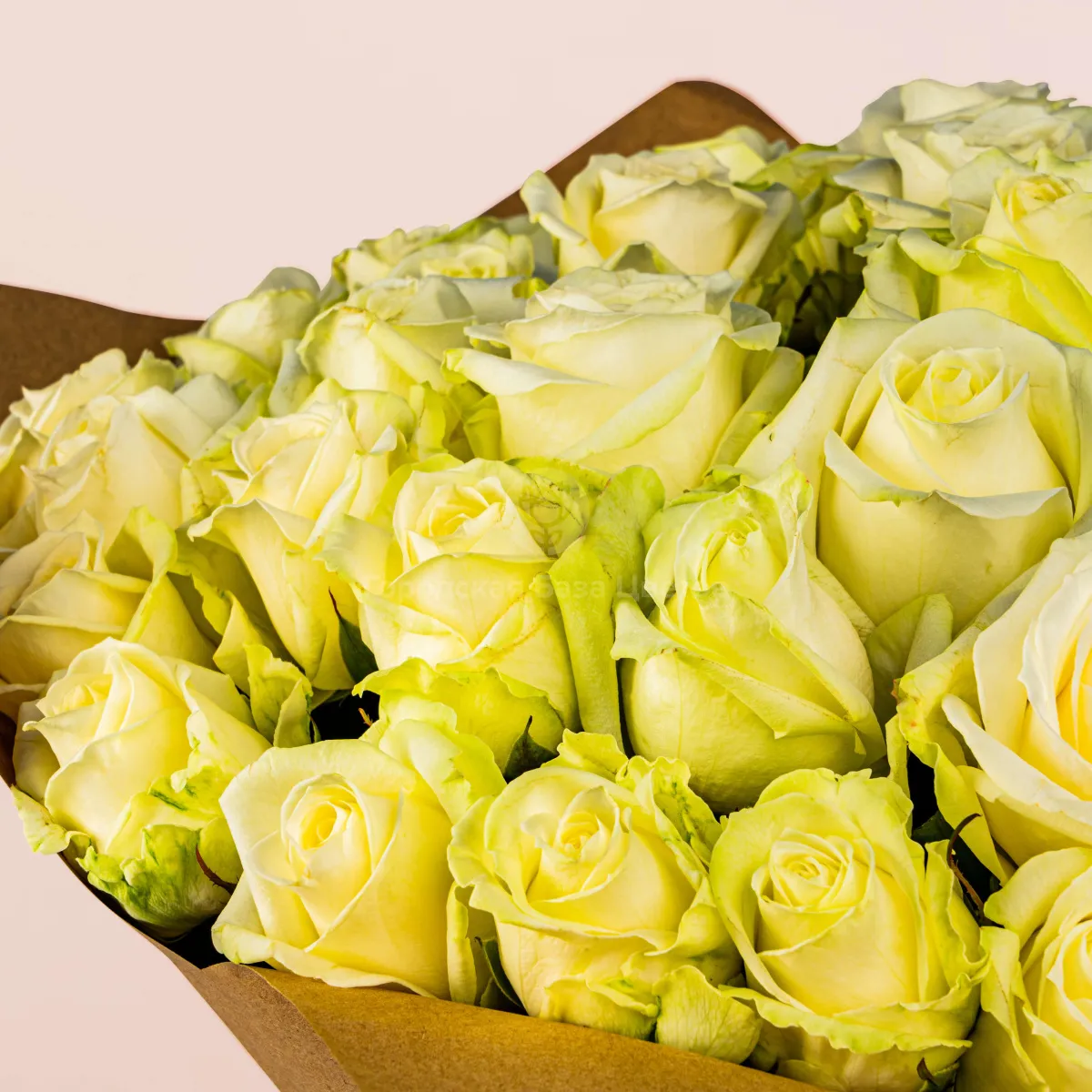 71 бело-зеленая роза (70 см) фото №4 71 бело-зеленая роза (70 см)