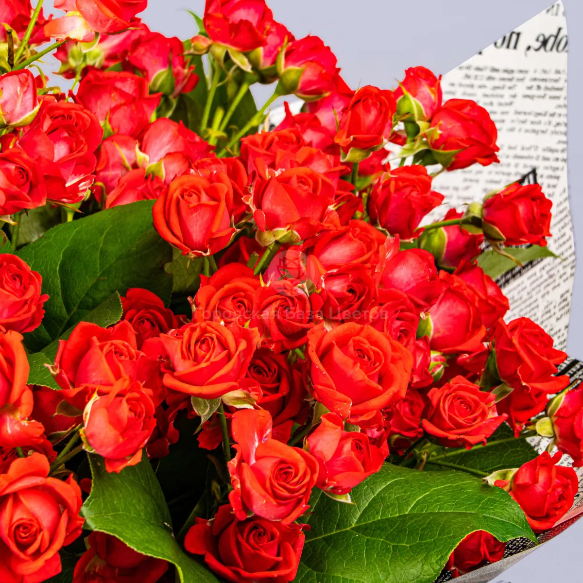 21 кустовая роза (60 см)