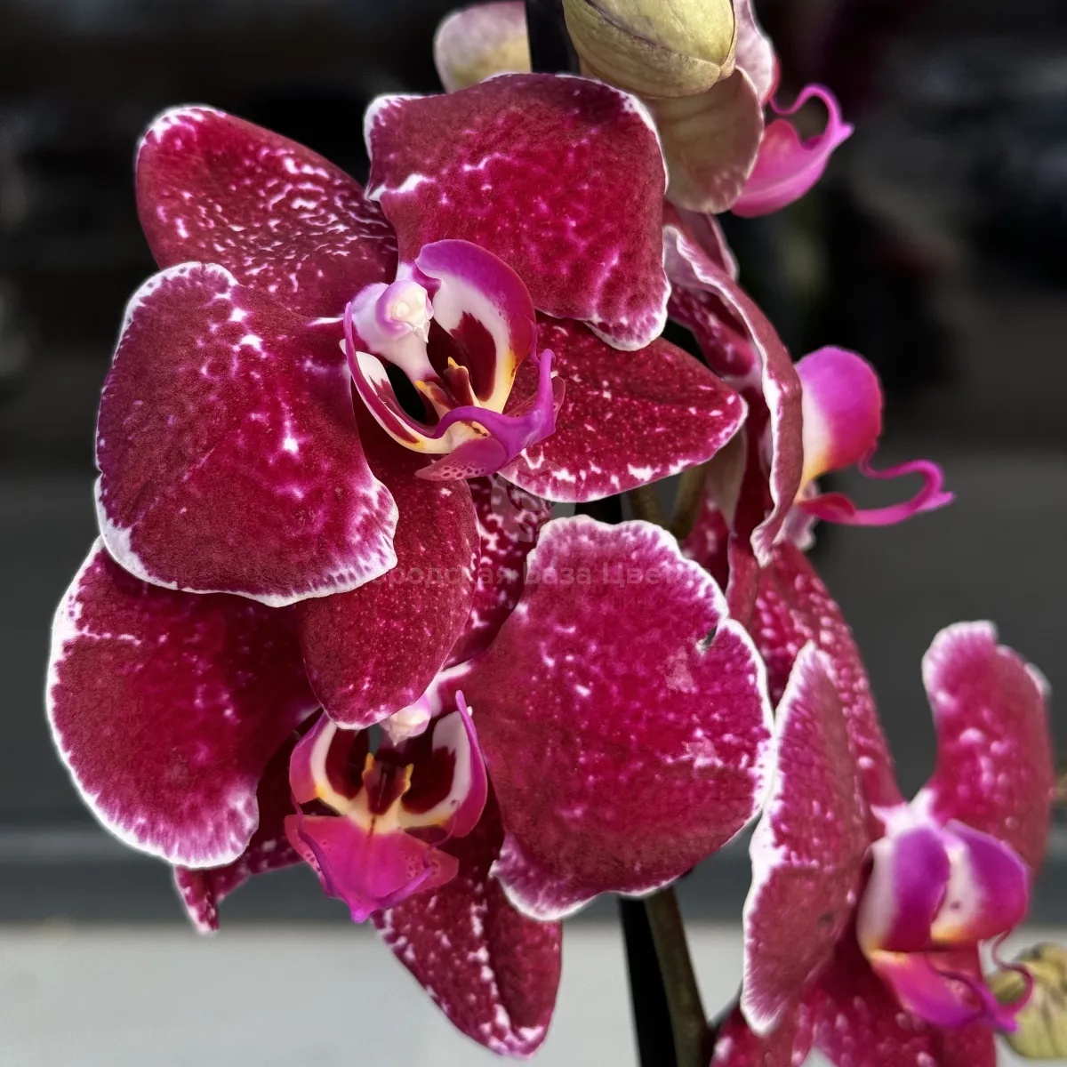 Орхидея в горшке бордовая