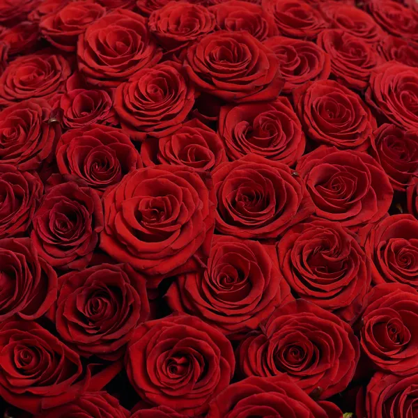 201 темно-красная роза (60 см)