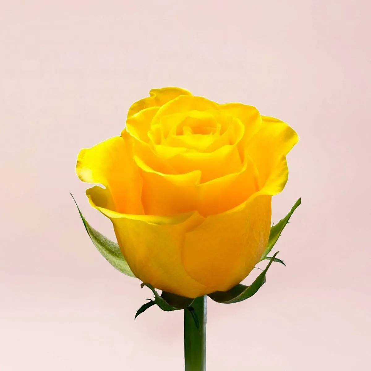 21 жёлтая роза (60 см)