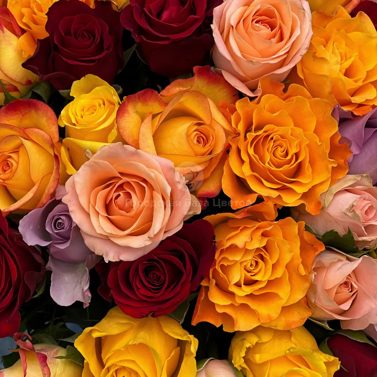 37 роз микс (35 см) фото №3 37 роз микс (35 см)