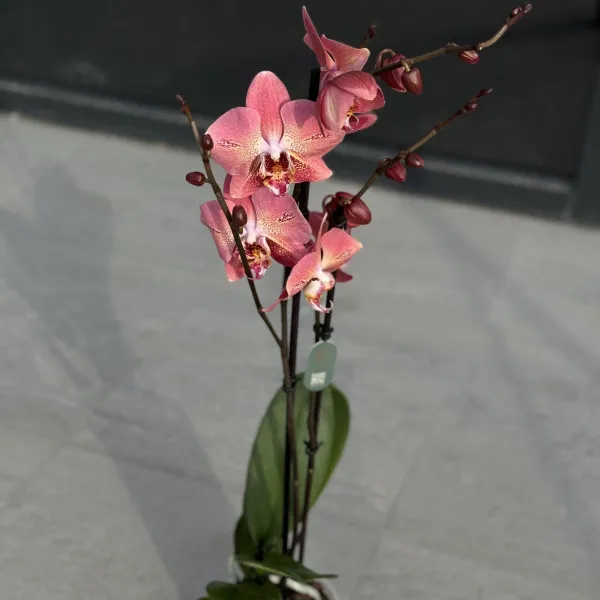 Орхидея в горшке коралловая