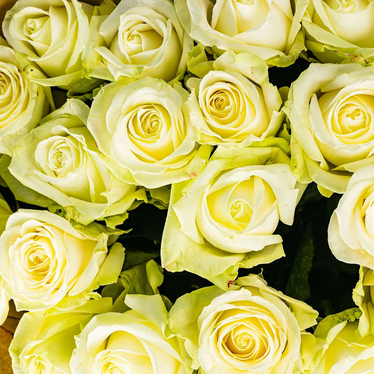 23 бело-зеленые розы (50 см)